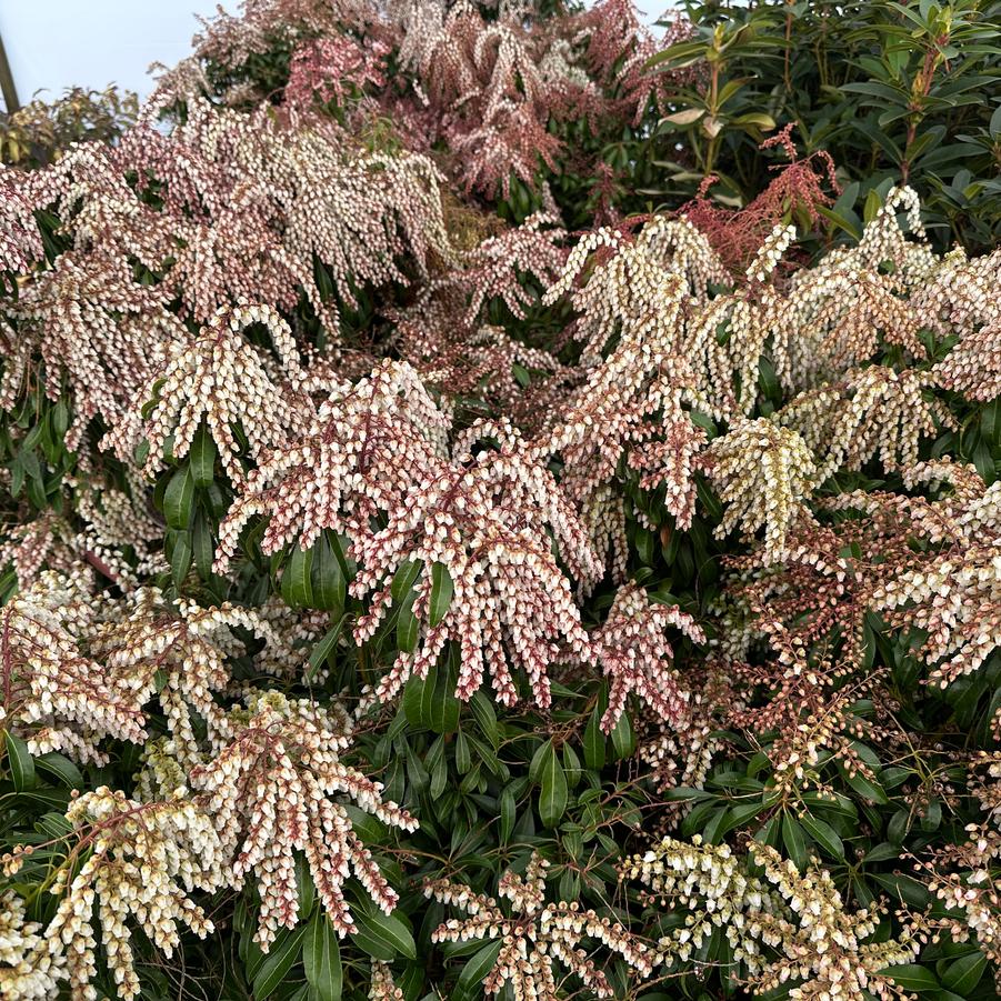 Pieris japonica 'Valley Rose' - Japanese Andromeda from Pleasant Run Nursery