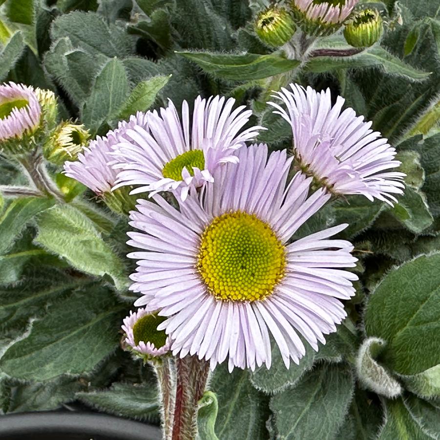 Erigeron pulchellus var. pulchellus 'Lynnhaven Carpet' - Robin's Platain from Pleasant Run Nursery