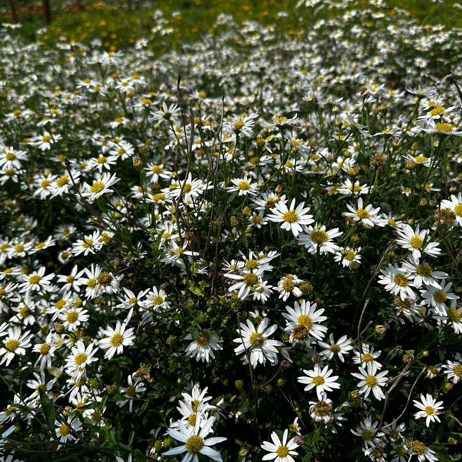 Kalimeris integrifolia 'Daisy Mae' - Japanese Aster from Pleasant Run Nursery