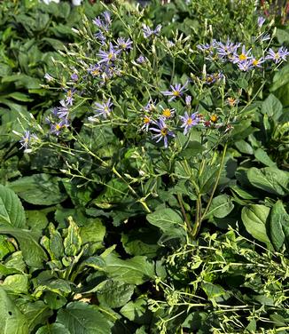 Aster macrophyllus 'Twilight' - Big Leaf Aster from Pleasant Run Nursery