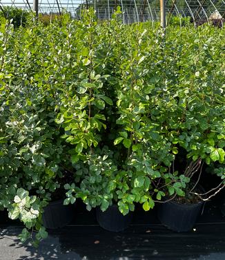 Rhus aromatica - Fragrant Sumac from Pleasant Run Nursery