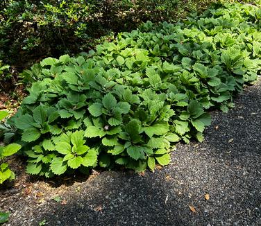 Pachysandra procumbens - Allegheny Spurge from Pleasant Run Nursery
