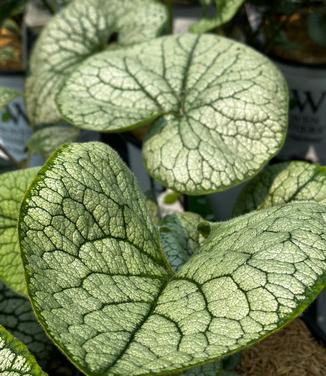 Brunnera macrophylla 'Queen of Hearts' - Brunnera from Pleasant Run Nursery
