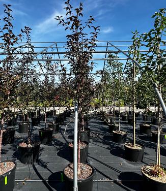 Malus x Royal Raindrops® - Crabapple from Pleasant Run Nursery