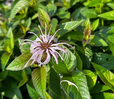 Monarda bradburiana 'Midnight Oil' - Eastern Bee Balm from Pleasant Run Nursery