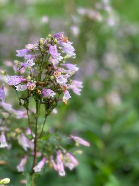 Penstemon calycosus - Calico Beardtongue from Pleasant Run Nursery