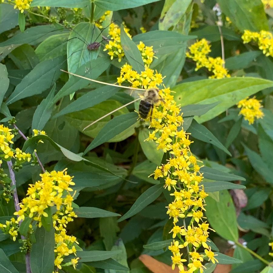 Solidago caesia - Blue Stemmed Goldenrod (@ Mt Cuba)