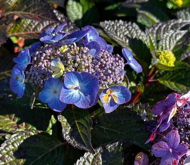 Hydrangea macrophylla 'Endless Summer® Pop Star™' - Bigleaf Hydrangea from Pleasant Run Nursery