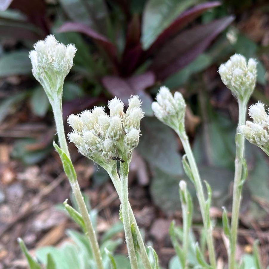 Antennaria plantaginifolia - Pussytoes from Pleasant Run Nursery