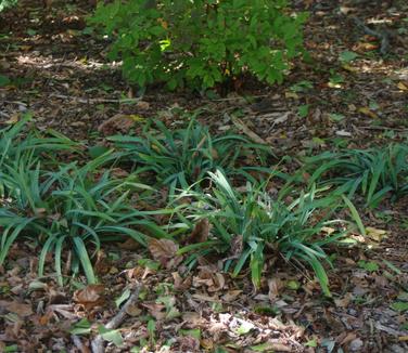 Carex flaccosperma - Sedge- Blue Wood from Pleasant Run Nursery