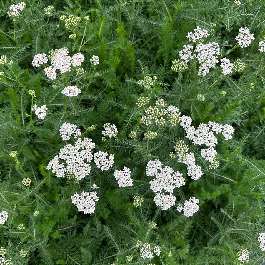 Achillea millefolium - Common Yarrow from Pleasant Run Nursery