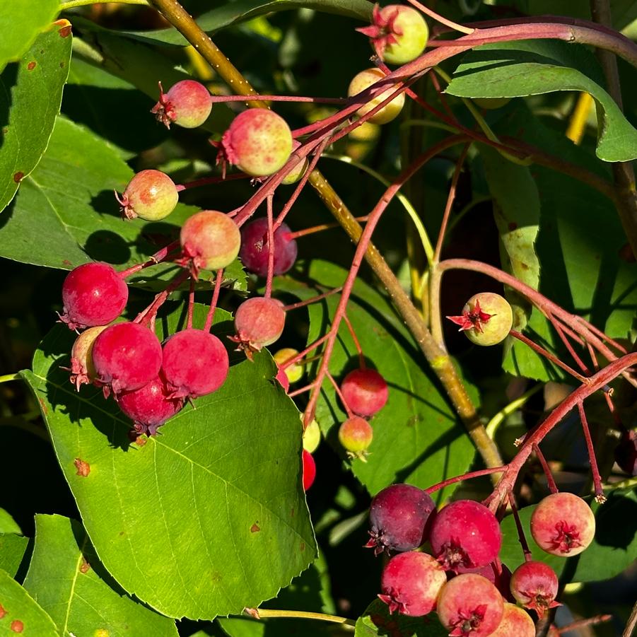 Amelanchier canadensis - Canada Serviceberry from Pleasant Run Nursery