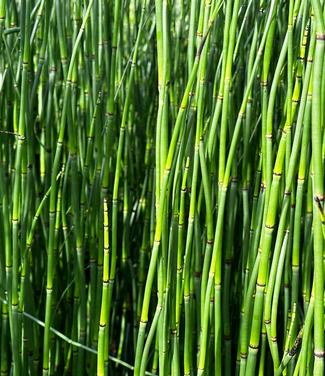 Equisetum hyemale - Horsetail from Pleasant Run Nursery
