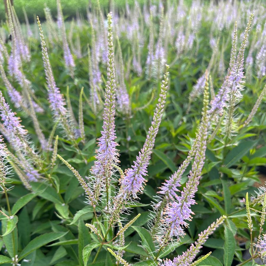 Veronicastrum virginicum 'Challenger' - Culver's Root from Pleasant Run Nursery