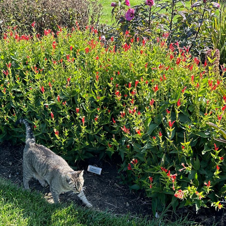 Spigelia marilandica 'Ragin Cajun' - Indian Pink from Pleasant Run Nursery