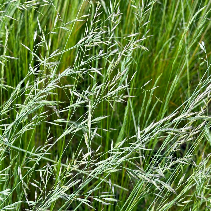 Festuca rubra - Red Fescue from Pleasant Run Nursery