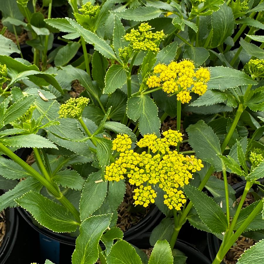 Zizia aptera - Heartleaf Golden Alexander from Pleasant Run Nursery