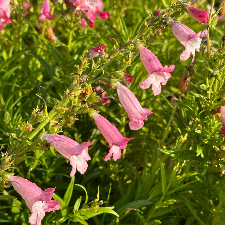 Penstemon x 'Flock of Flamingos' - Beardtongue from Pleasant Run Nursery