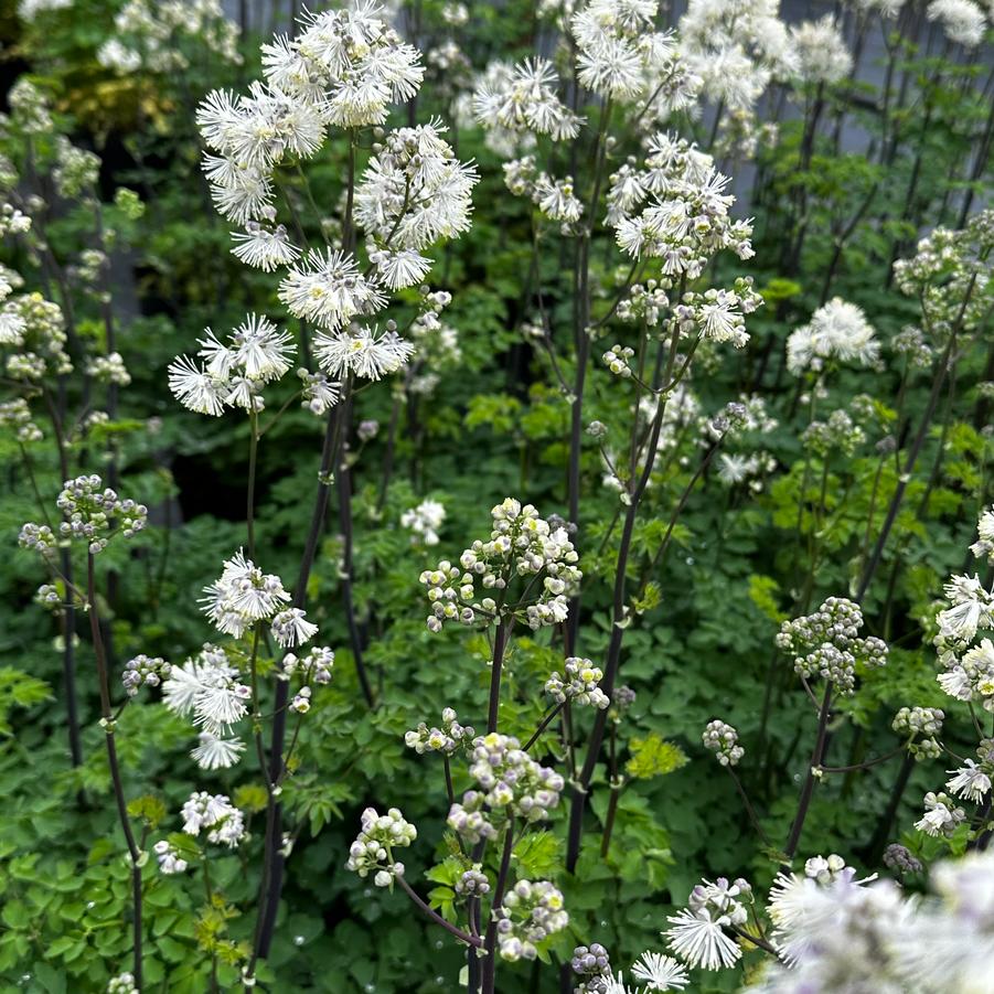 Thalictrum aquilegifolium NIMBUS™ 'White' - Meadow Rue from Pleasant Run Nursery