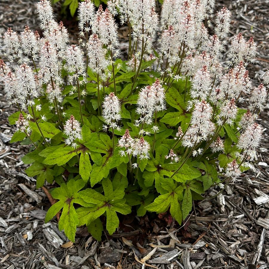 Tiarella x 'Spring Symphony' - Foamflower from Pleasant Run Nursery