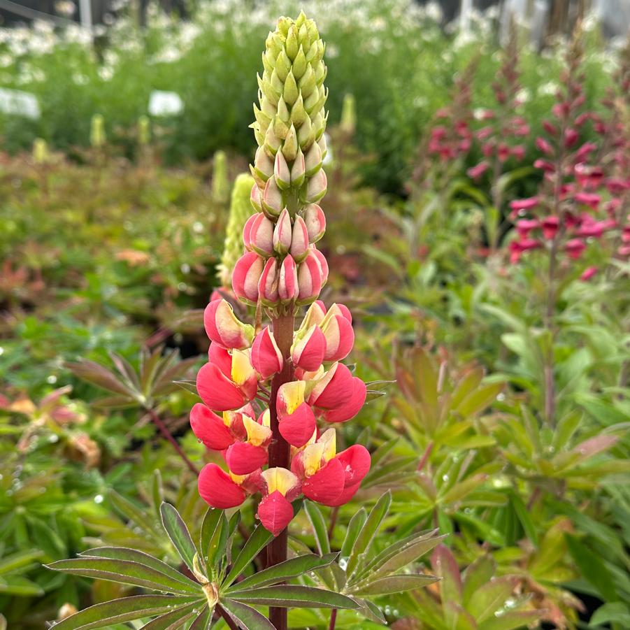 Lupine polyphyllus Westcountry™ 'Tequila Flame' - Lupine from Pleasant Run Nursery