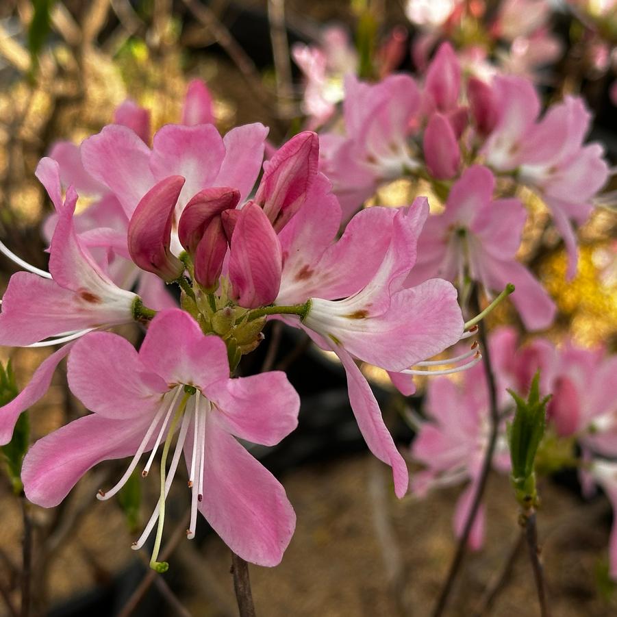 Rhododendron vaseyi - Pinkshell Azalea