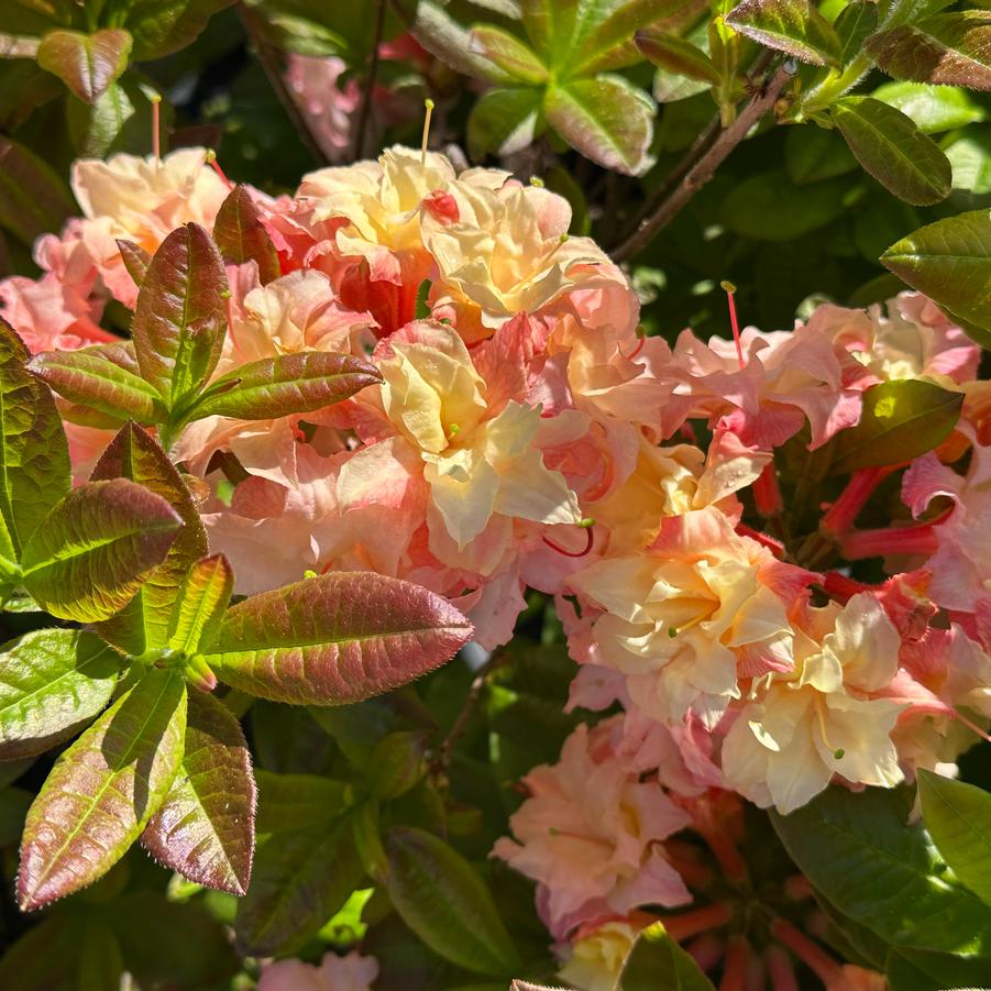 Rhododendron 'Cannons Double' - Exbury Azalea from Pleasant Run Nursery
