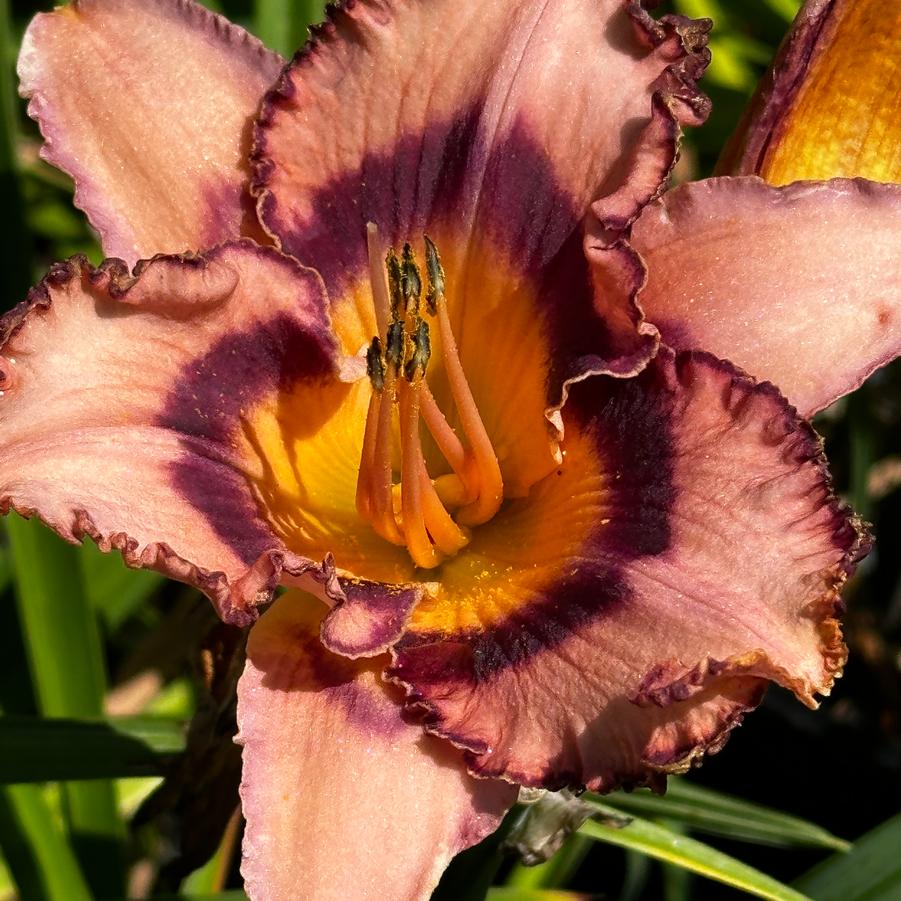 Hemerocallis 'Collage' - Daylily from Pleasant Run Nursery