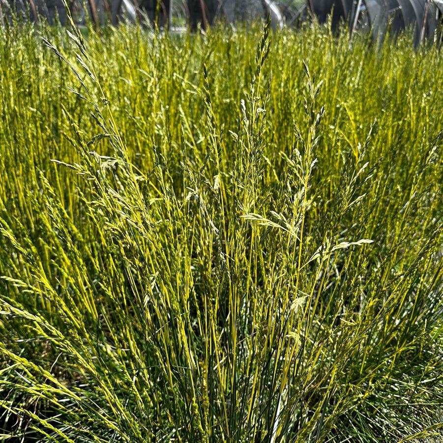 Festuca arundinacea 'Glow Sticks' - Fescue from Pleasant Run Nursery