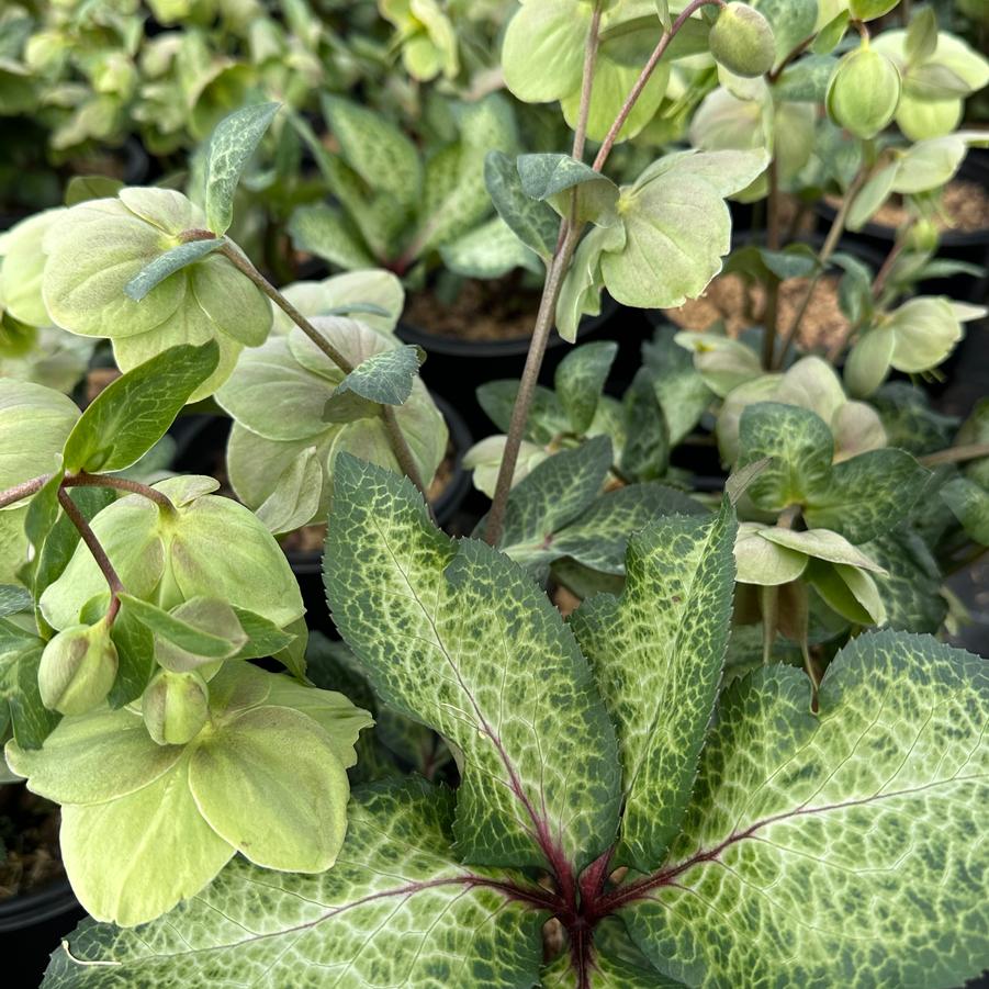 Helleborus x Frostkiss™ Illumi Lime - Hybrid Hellebore from Pleasant Run Nursery
