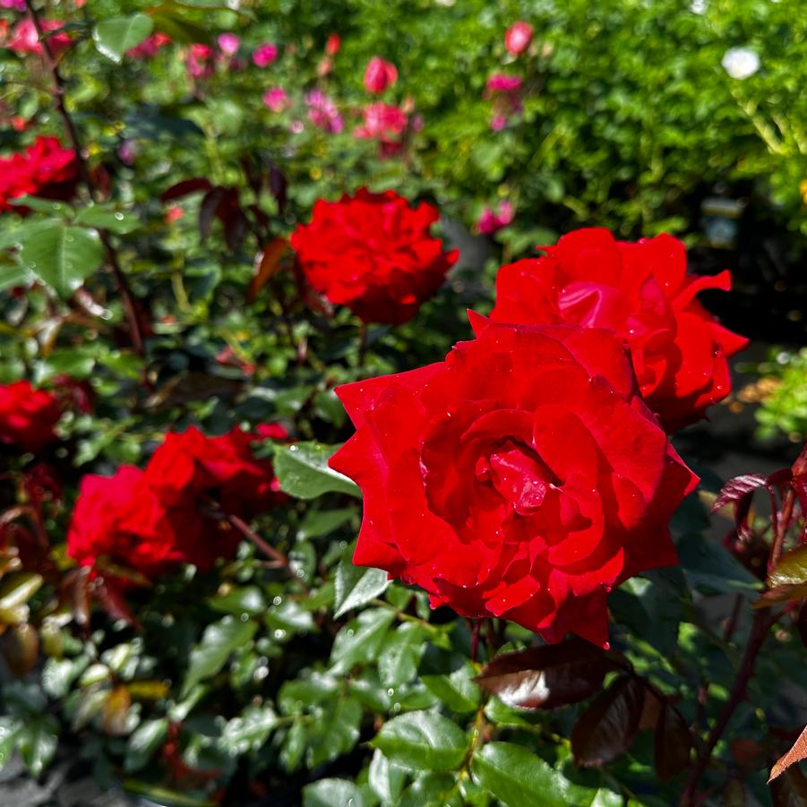 Rosa 'Hot 'n' Spicy' - Climbing Rose from Pleasant Run Nursery