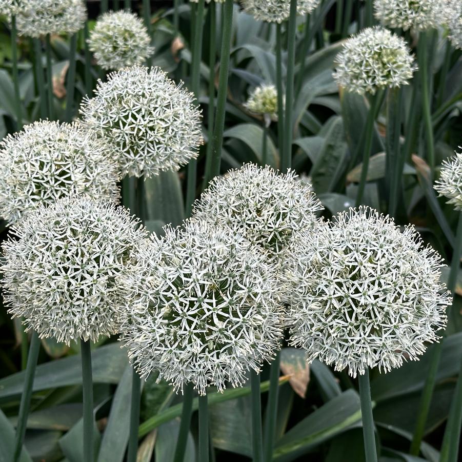 Allium stipitatum 'Mount Everest' - Ornamental Onion from Pleasant Run Nursery