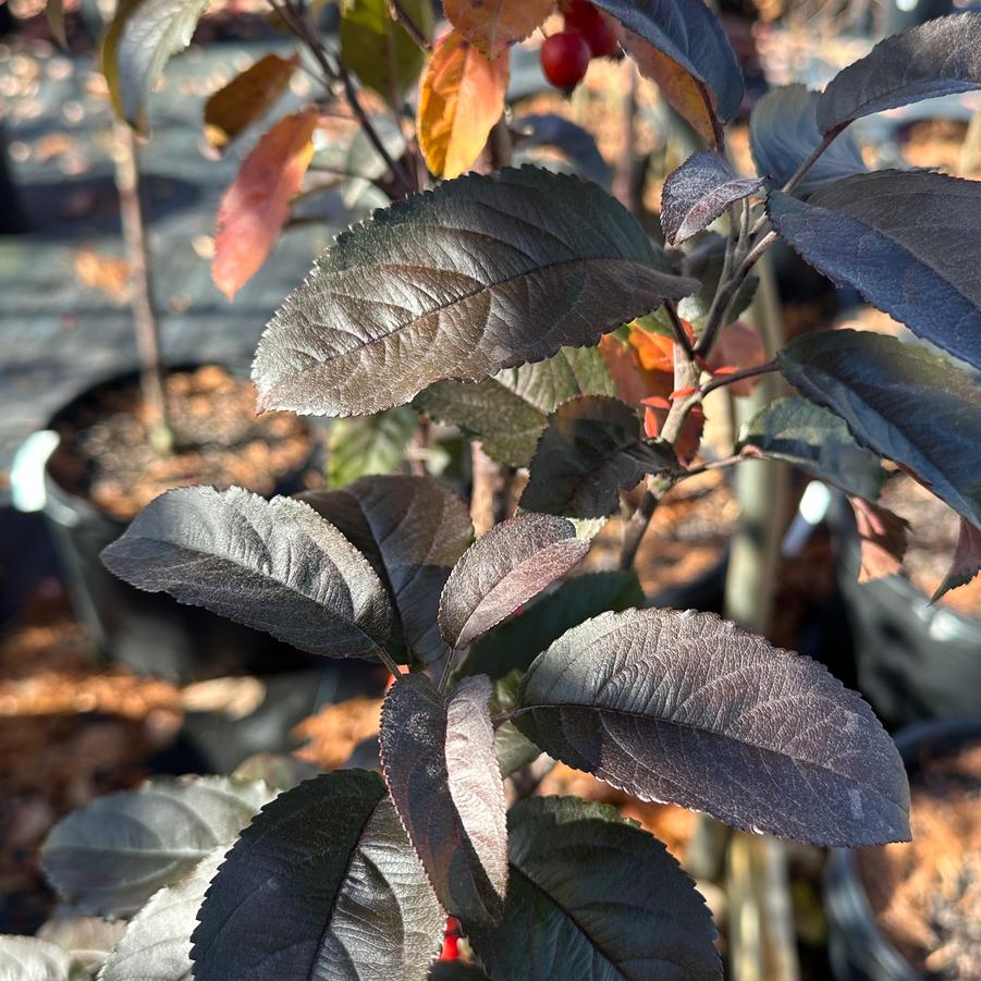 Malus x Raspberry Spear® - Crabapple from Pleasant Run Nursery