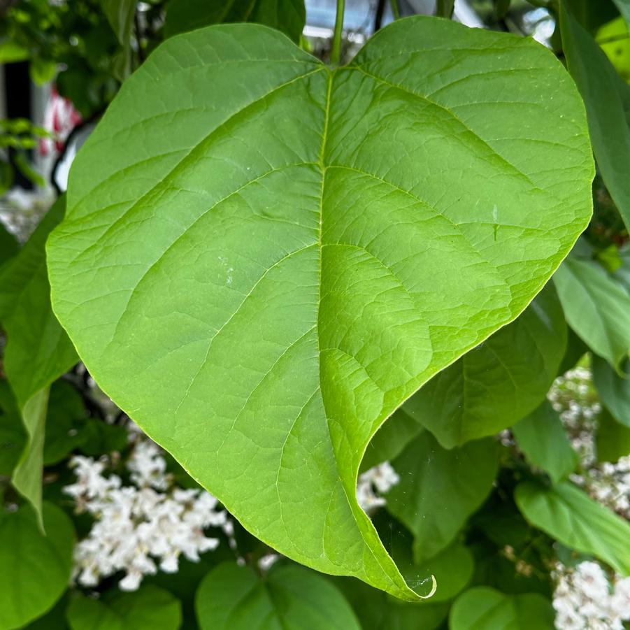 Catalpa speciosa - Catalpa from Pleasant Run Nursery