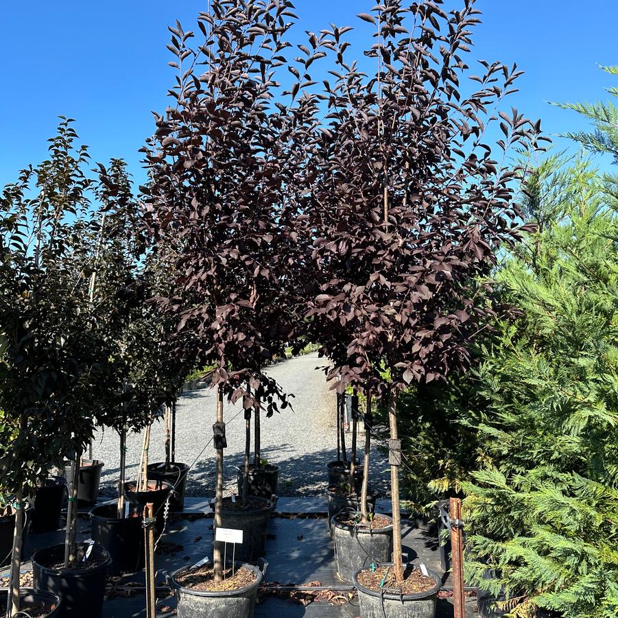 Prunus virginiana 'Canada Red' - Chokecherry from Pleasant Run Nursery