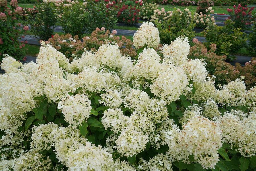 Hydrangea paniculata Puffer Fish® - Panicle Hydrangea (Courtesy of Proven Winners) 