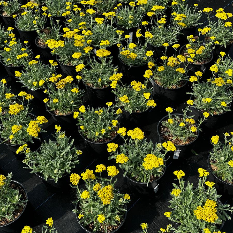Achillea millefolium 'Little Moonshine' - Yarrow from Pleasant Run Nursery