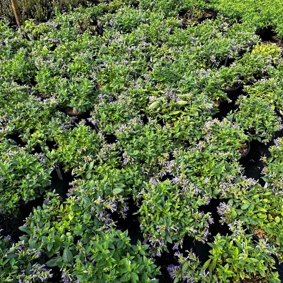 Nepeta subsessilis PRELUDE™ 'Blue' - Japanese Catmint from Pleasant Run Nursery