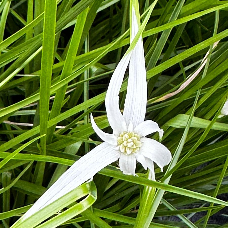 Rhynchospora colorata - Starrush Whitetop Sedge from Pleasant Run Nursery