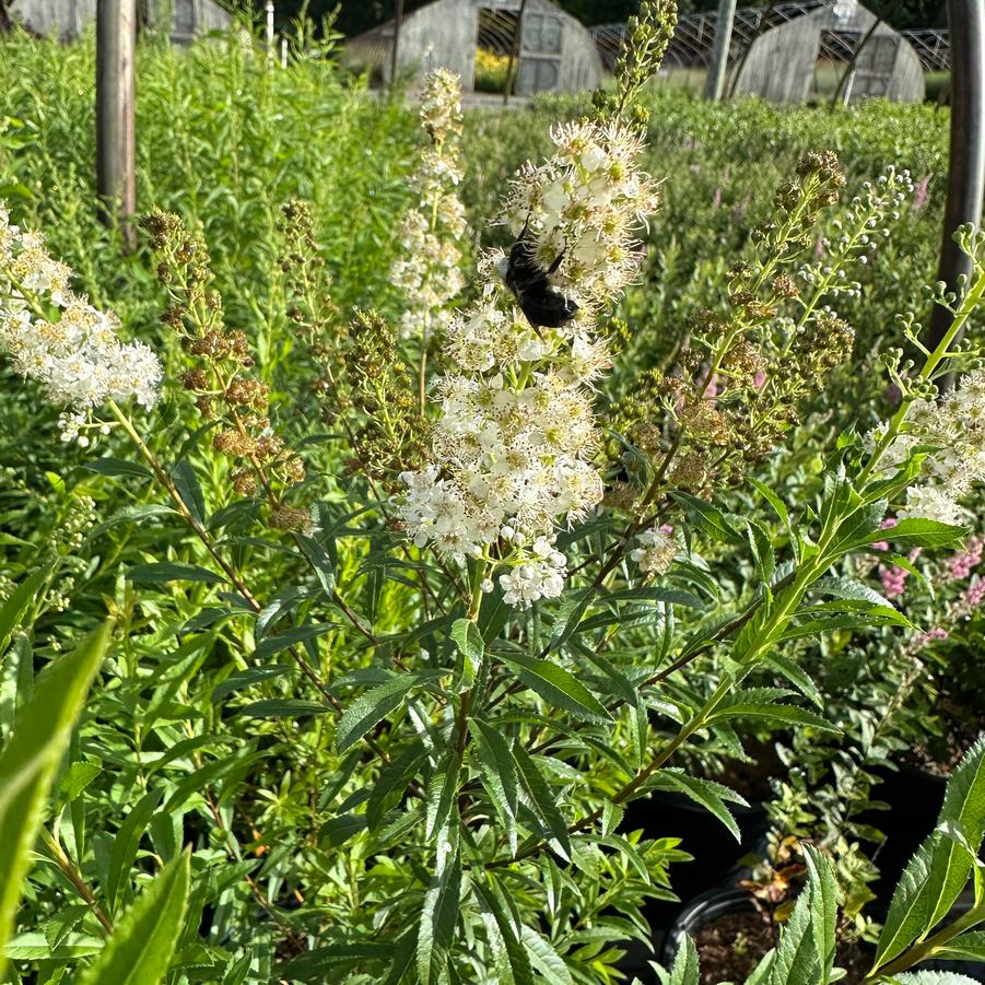 Spiraea alba - White meadowsweet from Pleasant Run Nursery