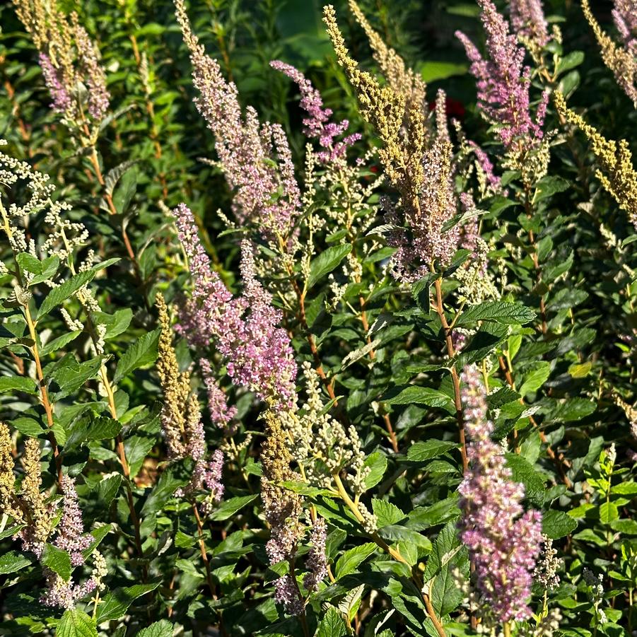 Spiraea tomentosa - Steeplebush from Pleasant Run Nursery