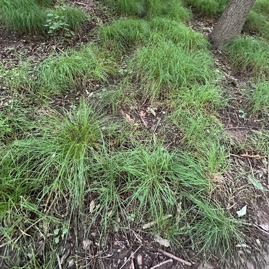Carex woodii - Wood's Sedge from Pleasant Run Nursery