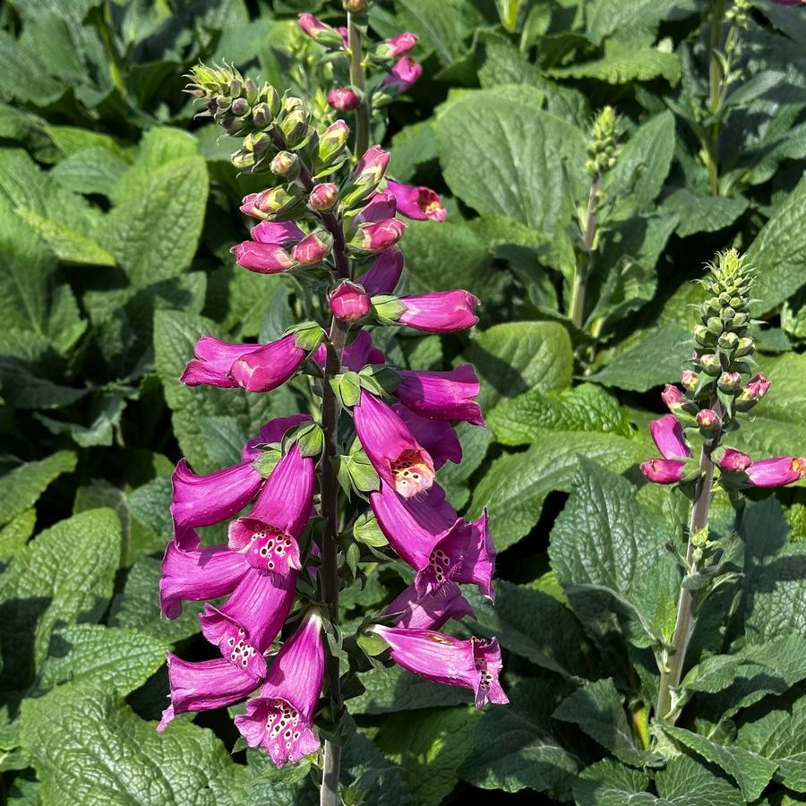 Digitalis purpurea 'Camelot Rose' - Foxglove from Pleasant Run Nursery