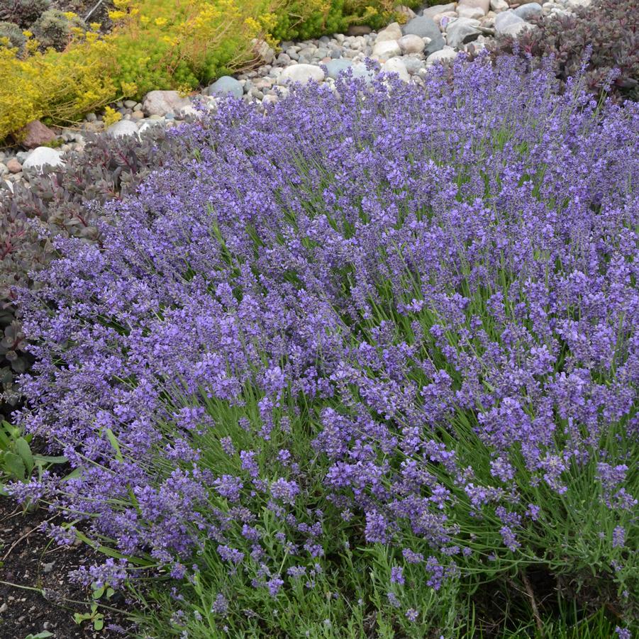 Lavandula angustifolia 'Essence Purple' - Photo courtesy of Walters Gardens, Inc.