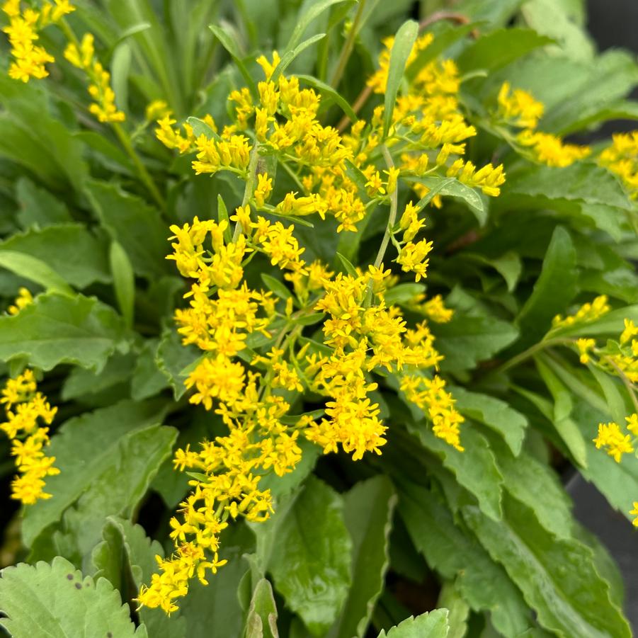 Solidago nemoralis - Gray Goldenrod from Pleasant Run Nursery