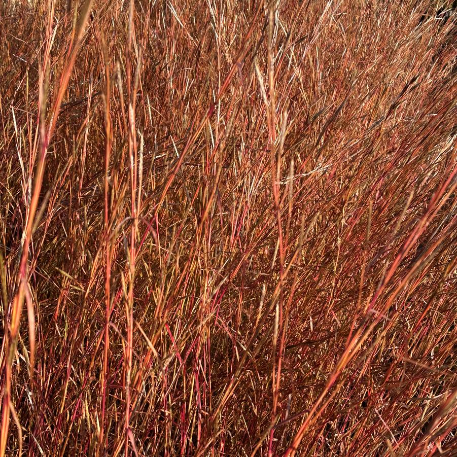 Andropogon ternarius - Splitbeard Bluestem from Pleasant Run Nursery