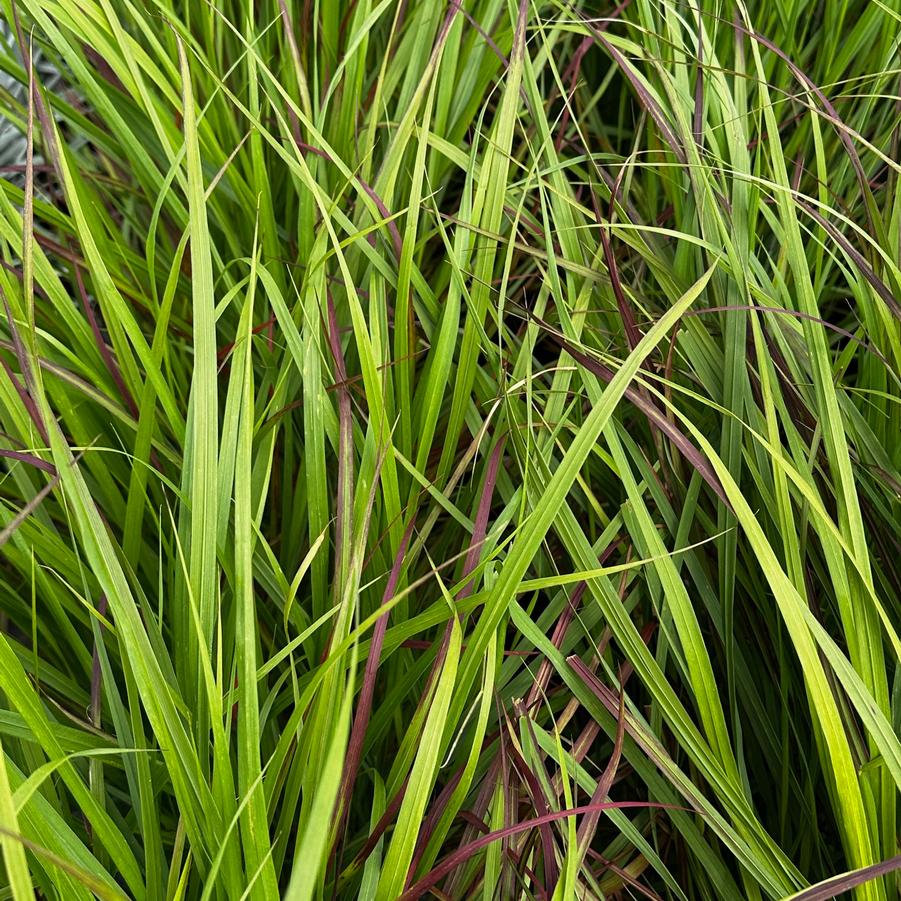 Panicum virgatum 'Red Flame' - Switchgrass from Pleasant Run Nursery