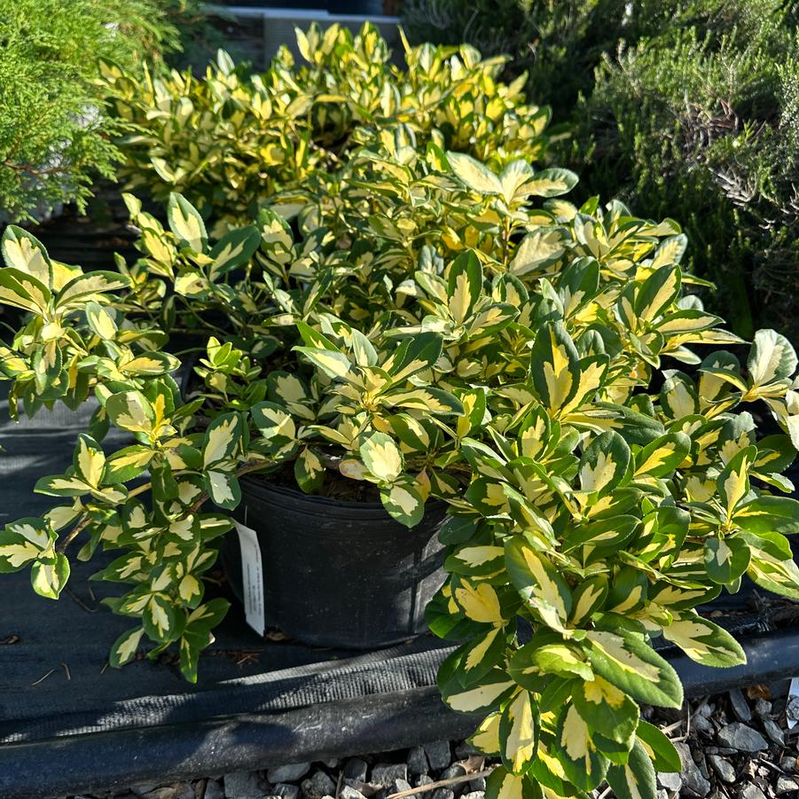 Euonymus fortunei 'Moonshadow' - Wintercreeper Euonymus from Pleasant Run Nursery
