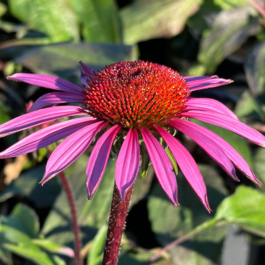Echinacea x 'Merlot' - Coneflower from Pleasant Run Nursery