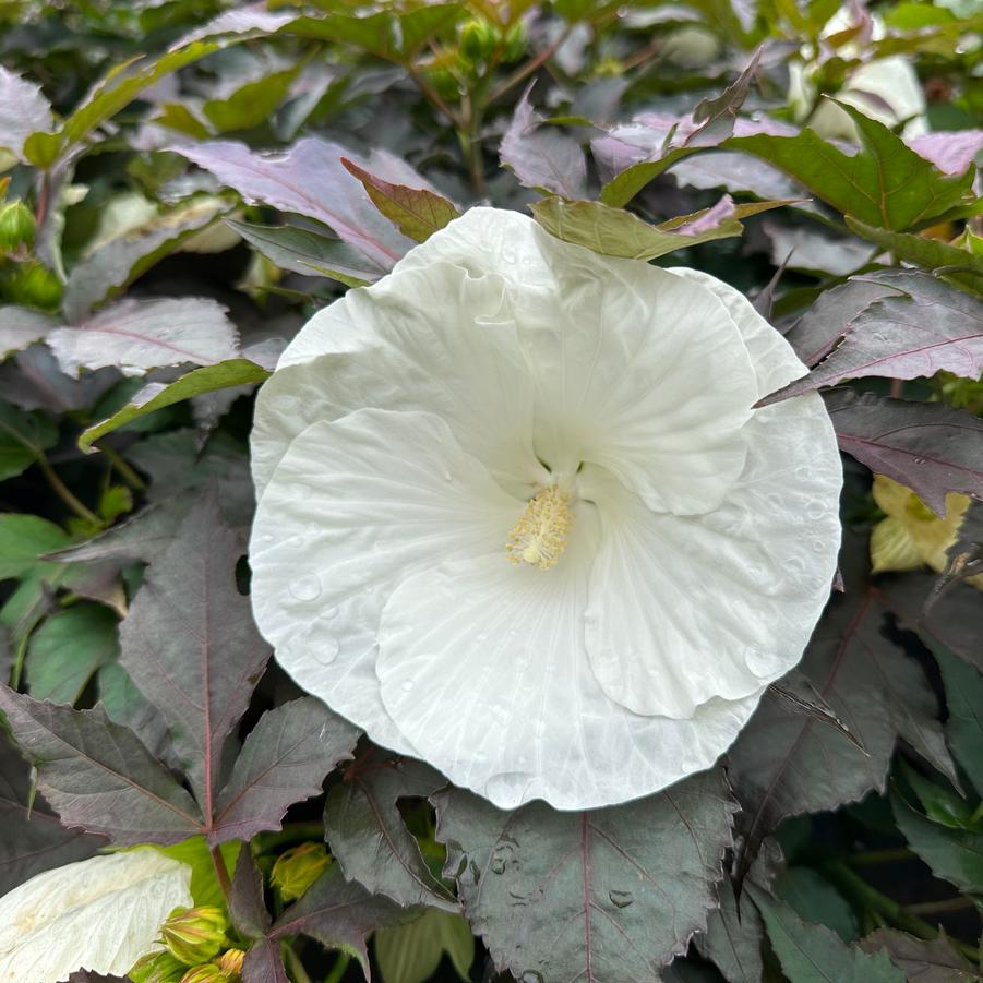 Hibiscus x Summerific� 'Cookies and Cream' - Rose Mallow from Pleasant Run Nursery